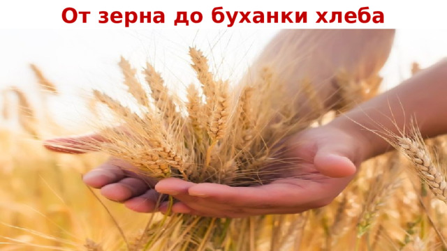 От зерна до буханки хлеба 