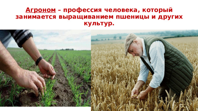Агроном – профессия человека, который занимается выращиванием пшеницы и других культур. 