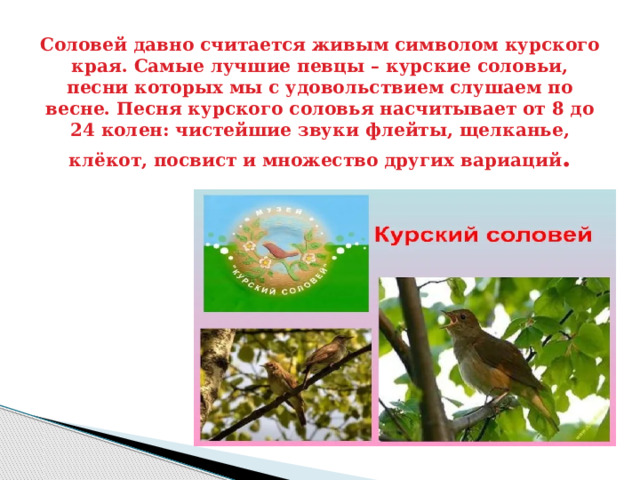 Соловей давно считается живым символом курского края. Самые лучшие певцы – курские соловьи, песни которых мы с удовольствием слушаем по весне. Песня курского соловья насчитывает от 8 до 24 колен: чистейшие звуки флейты, щелканье, клёкот, посвист и множество других вариаций . 