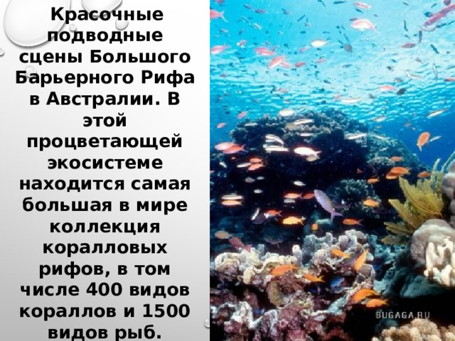  Красочные подводные сцены Большого Барьерного Рифа в Австралии. В этой процветающей экосистеме находится самая большая в мире коллекция коралловых рифов, в том числе 400 видов кораллов и 1500 видов рыб. Большой Барьерный Риф был включен в Список всемирного наследия в 1981 году.     