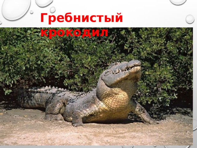 Гребнистый крокодил 