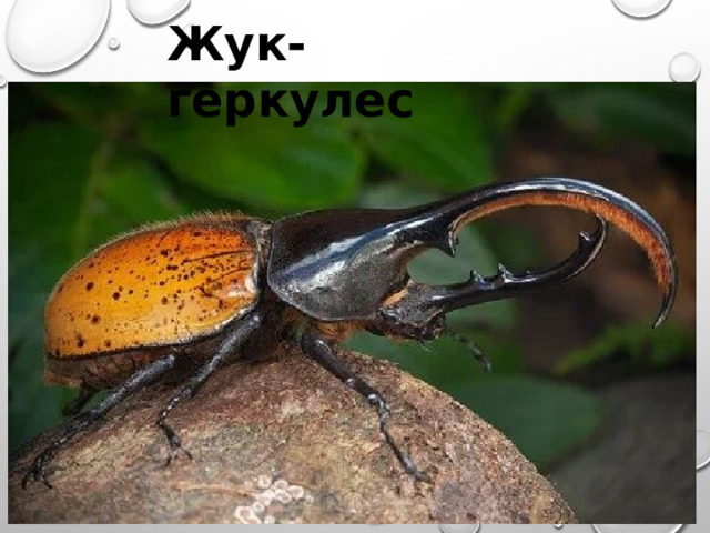 Жук-геркулес 
