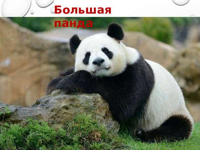 Большая панда 