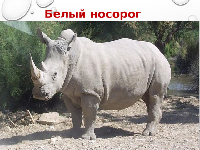 Белый носорог 