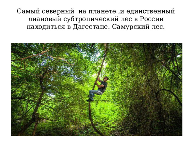Самый северный на планете ,и единственный лиановый субтропический лес в России находиться в Дагестане. Самурский лес. 