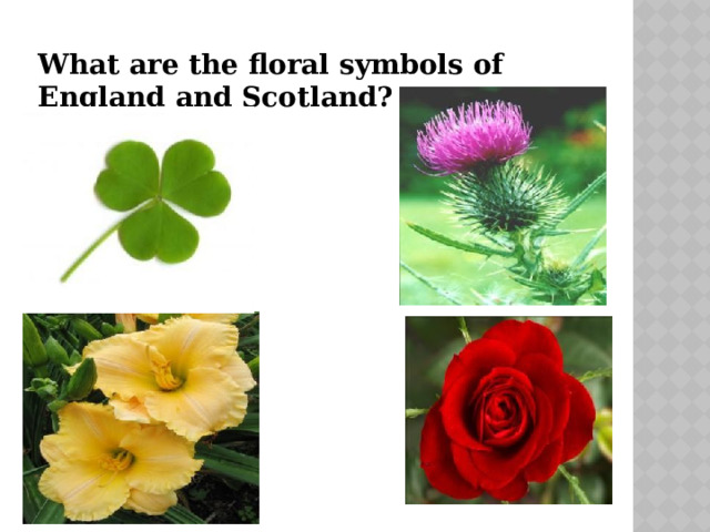 What are the floral symbols of England and Scotland? 