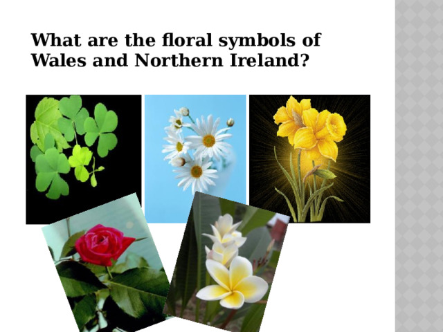What are the floral symbols of Wales and Northern Ireland? 