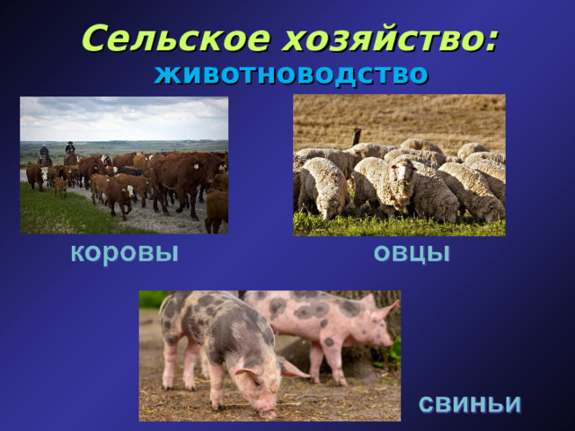 Сельское хозяйство: животноводство 