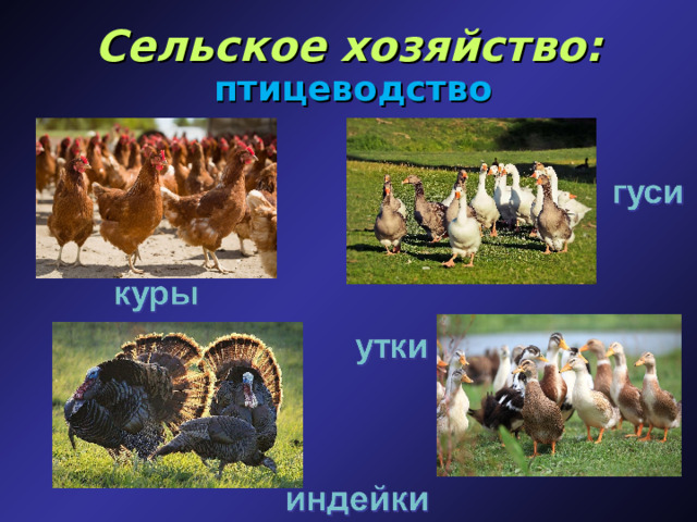 Сельское хозяйство: птицеводство 