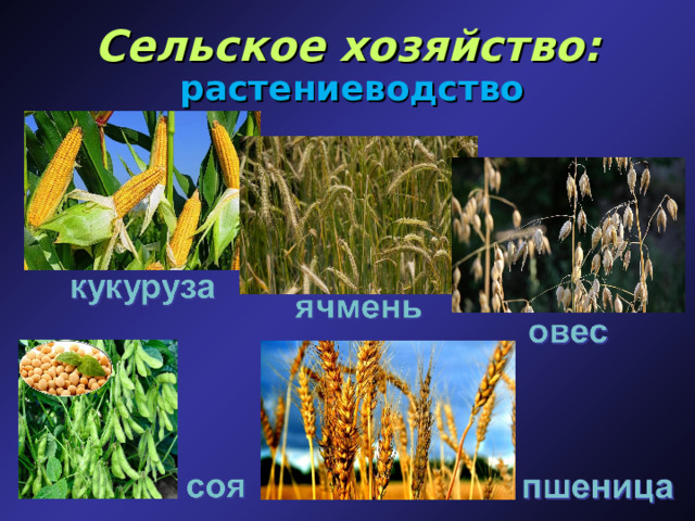 Сельское хозяйство: растениеводство 