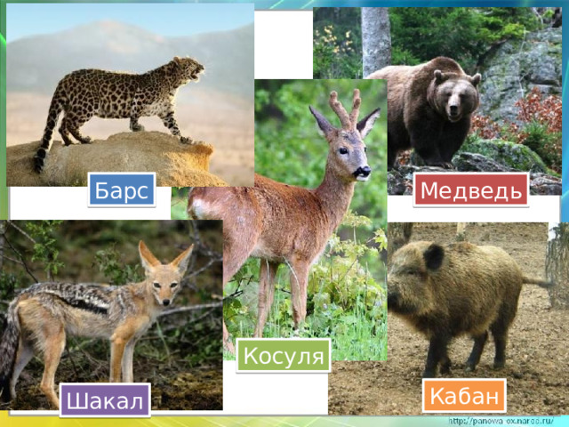 Барс Медведь Косуля Кабан Шакал 