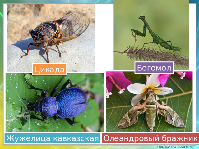 Богомол Цикада Олеандровый бражник Жужелица кавказская 