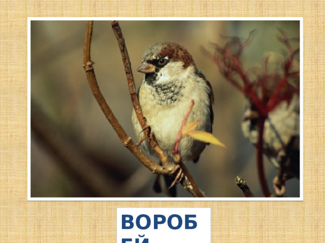 ВОРОБЕЙ 