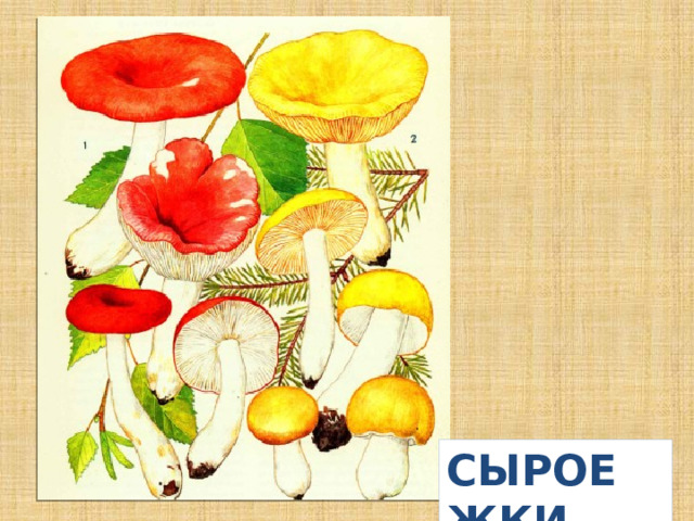 СЫРОЕЖКИ 