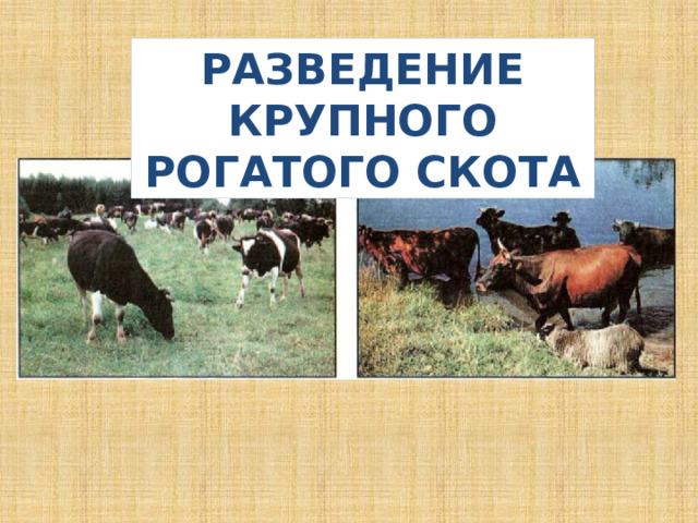 РАЗВЕДЕНИЕ КРУПНОГО РОГАТОГО СКОТА ЖИВОТНОВОДСТВО 