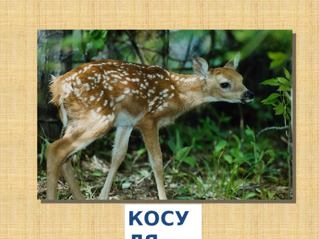 КОСУЛЯ 