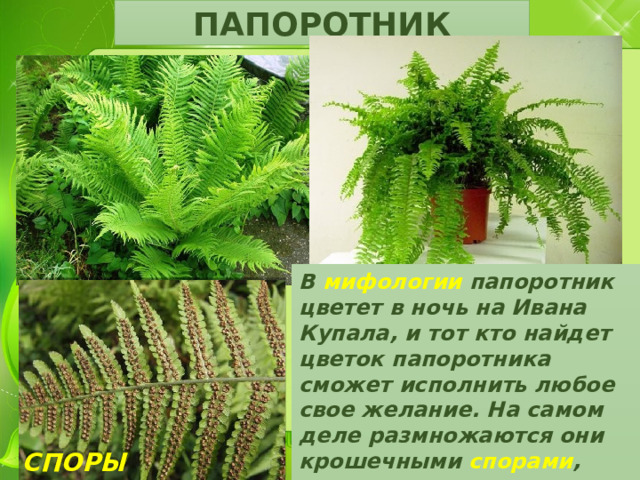 ПАПОРОТНИК В мифологии папоротник цветет в ночь на Ивана Купала, и тот кто найдет цветок папоротника сможет исполнить любое свое желание. На самом деле размножаются они крошечными спорами , которые развиваются на обратной стороне листьев.    СПОРЫ ПАПОРОТНИКА 