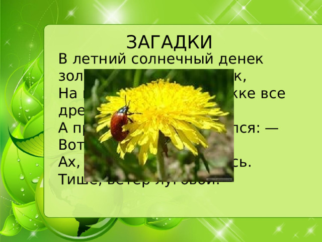 ЗАГАДКИ В летний солнечный денек золотой расцвел цветок,   На высокой тонкой ножке все дремал он у дорожки,   А проснулся — улыбнулся: — Вот пушистый я какой,   Ах, боюсь, что разлечусь. Тише, ветер луговой!   