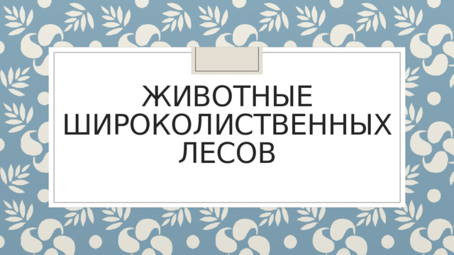 Животные широколиственных лесов 
