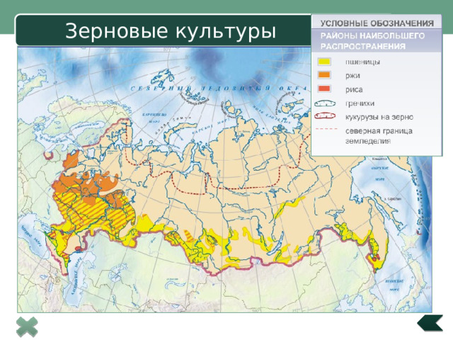 Зерновые культуры 