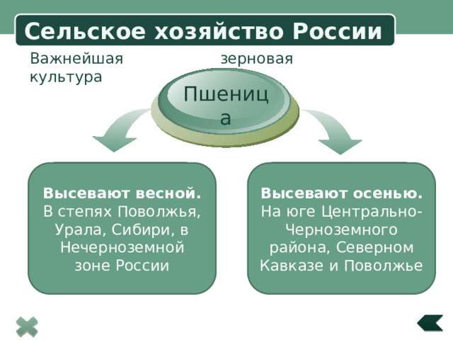Сельское хозяйство России  Важнейшая зерновая культура Пшеница  Title in here озимая Высевают осенью. яровая Высевают весной. На юге Центрально-Черноземного района, Северном Кавказе и Поволжье В степях Поволжья, Урала, Сибири, в Нечерноземной зоне России  Title in here  Title in here 