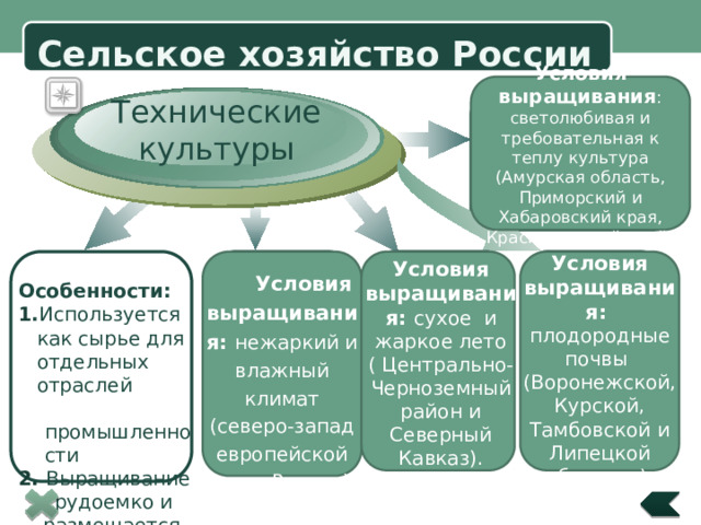  Сельское хозяйство России Условия выращивания : светолюбивая и требовательная к теплу культура (Амурская область, Приморский и Хабаровский края, Краснодарский край) Технические культуры с о я  Title in here Условия выращивания: плодородные почвы (Воронежской, Курской, Тамбовской и Липецкой областях).  Особенности: Условия выращивания: сухое и жаркое лето ( Центрально-Черноземный район и Северный Кавказ). 1 . Используется  как сырье для  отдельных  отраслей  промышленности 2. Выращивание  трудоемко и  размещается  компактными  очагами  Условия выращивания: нежаркий и влажный климат (северо-запад европейской части России). Сахарная свекла Лен-долгунец Подсолнечник  Title in here  Title in here 