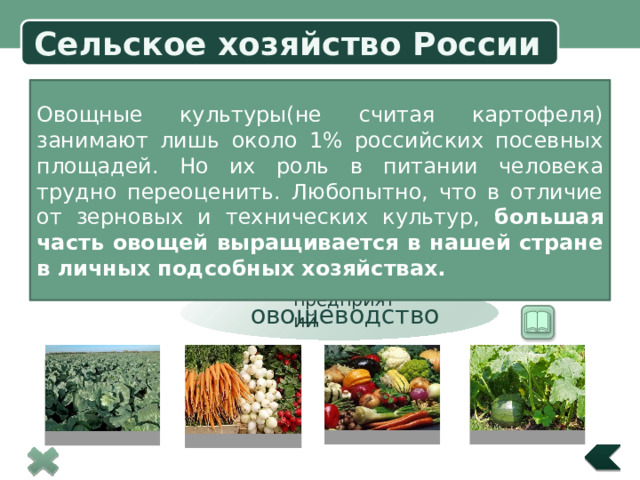 Сельское хозяйство России  Овощные культуры(не считая картофеля) занимают лишь около 1% российских посевных площадей. Но их роль в питании человека трудно переоценить. Любопытно, что в отличие от зерновых и технических культур, большая часть овощей выращивается в нашей стране в личных подсобных хозяйствах. Выращивание: 90% в европейской части России Вблизи крупных городов и предприятий Посевы картофеля овощеводство 