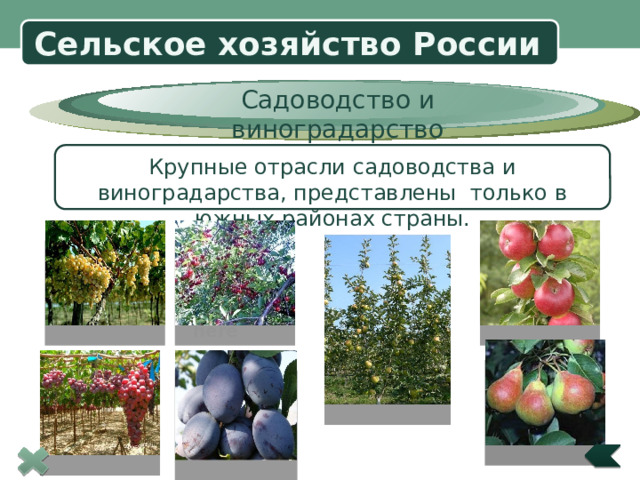 Сельское хозяйство России Садоводство и виноградарство Крупные отрасли садоводства и виноградарства, представлены только в южных районах страны.  Title in here  Title in here Площади многолетних сельскохозяйственных насаждений – садов и виноградников – в России невелики. На них приходится менее 1% посевных площадей. Однако, 1 га сада, тем более виноградника, способен принести значительно больший доход, по сравнению с гектаром пашни. На севере высаживают яблони, вишни, груши, сливы, южнее к ним прибавляются абрикосы, персики черешня. На самом юге возможно выращивание винограда и цитрусовых. В России ежегодно собирается около 2 млн. тонн плодов. Этого явно недостаточно, поэтому часть фруктов приходится закупать за границей. 6 