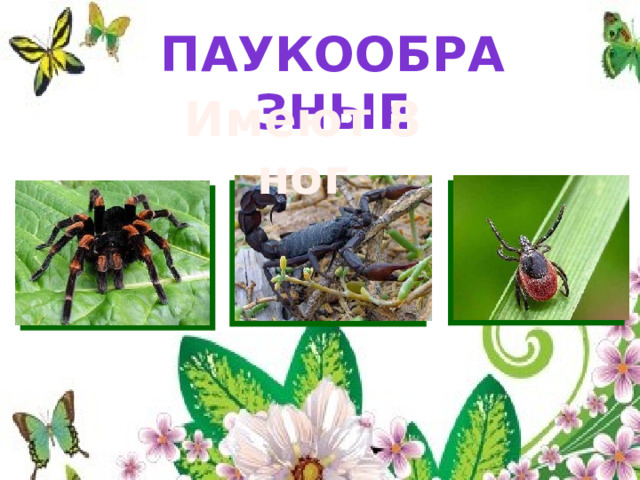 паукообразные Имеют 8 ног 