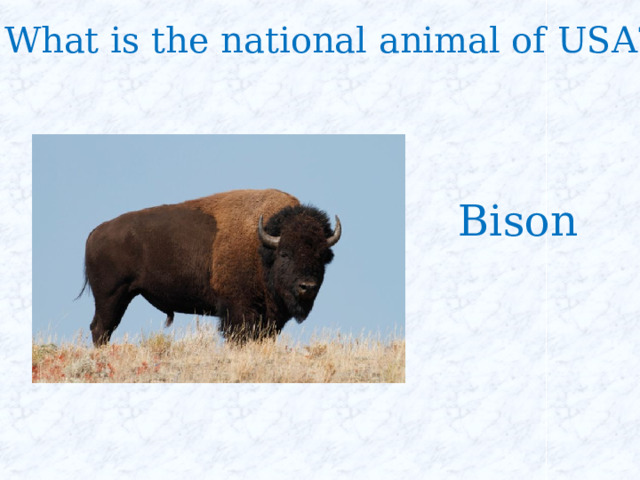What is the national animal of USA? Bison 