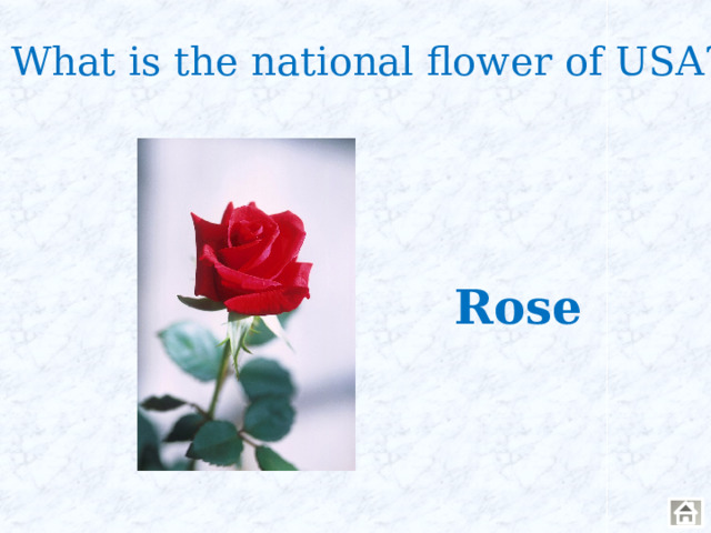 What is the national flower of USA? Rose 