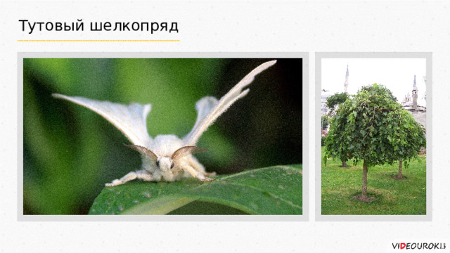 Тутовый шелкопряд 