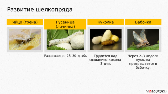 Развитие шелкопряда Гусеница (личинка) Куколка Бабочка Яйцо (грена) Развивается 25–30 дней. Трудится над созданием кокона Через 2–3 недели куколка превращается в бабочку. 3 дня. 