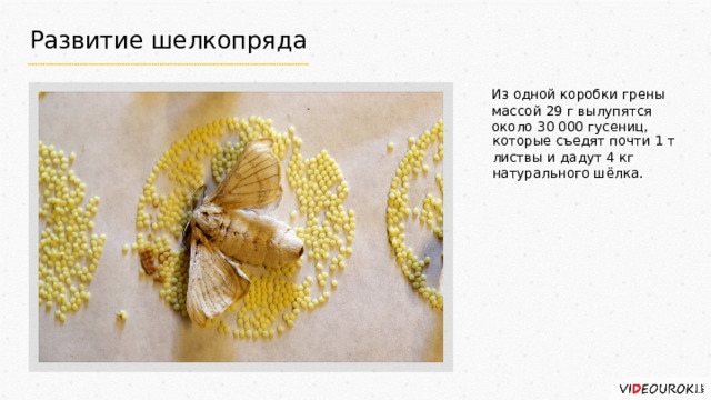 Развитие шелкопряда Из одной коробки грены массой 29 г вылупятся около 30 000 гусениц, которые съедят почти 1 т листвы и дадут 4 кг натурального шёлка. 