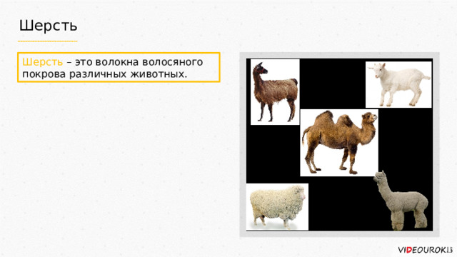 Шерсть Шерсть – это волокна волосяного покрова различных животных. 