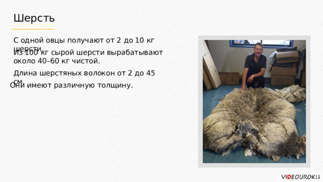 Шерсть С одной овцы получают от 2 до 10 кг шерсти. Из 100 кг сырой шерсти вырабатывают около 40–60 кг чистой. Длина шерстяных волокон от 2 до 45 см. Они имеют различную толщину. 