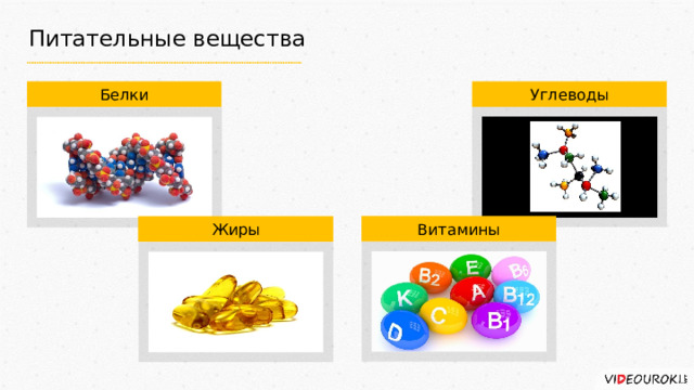 Питательные вещества Белки Углеводы Витамины Жиры 