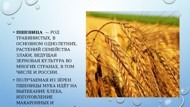 Пшеница   — род травянистых, в основном однолетних, растений семейства Злаки, ведущая зерновая культура во многих странах, в том числе и России. Получаемая из зёрен пшеницы мука идёт на выпекание хлеба, изготовление макаронных и кондитерских изделий. 