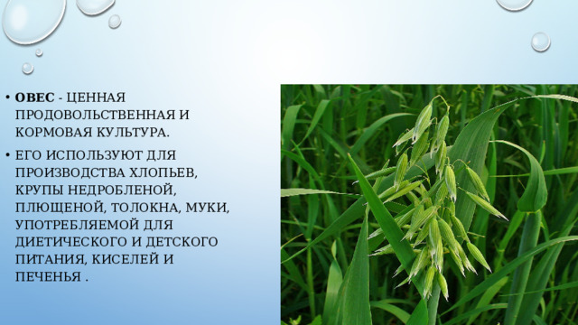 Овес - ценная продовольственная и кормовая культура. Его используют для производства хлопьев, крупы недробленой, плющеной, толокна, муки, употребляемой для диетического и детского питания, киселей и печенья . 