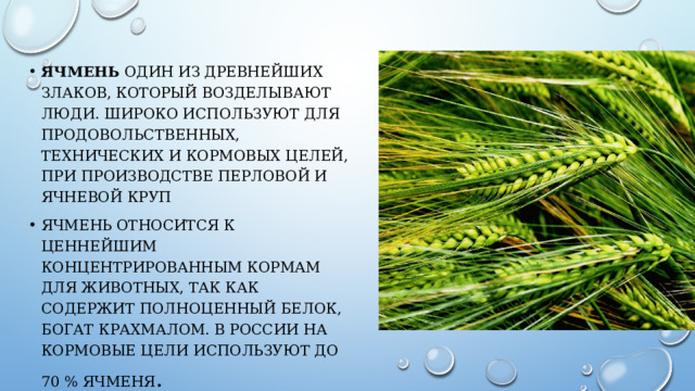 Ячмень один из древнейших злаков, который возделывают люди. Широко используют для продовольственных, технических и кормовых целей, при производстве перловой и ячневой круп Ячмень относится к ценнейшим концентрированным кормам для животных, так как содержит полноценный белок, богат крахмалом. В России на кормовые цели используют до 70 % ячменя . 