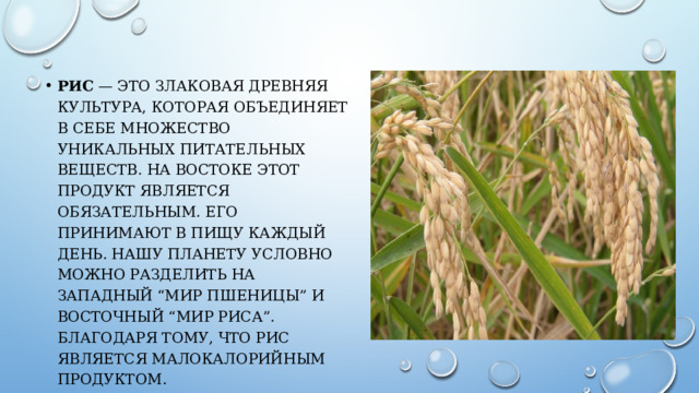 Рис — это злаковая древняя культура, которая объединяет в себе множество уникальных питательных веществ. На востоке этот продукт является обязательным. Его принимают в пищу каждый день. Нашу планету условно можно разделить на западный “мир пшеницы” и восточный “мир риса”. Благодаря тому, что рис является малокалорийным продуктом. 