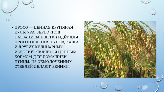 Просо — ценная крупяная культура. Зерно (под названием пшено) идёт для приготовления супов, каши и других кулинарных изделий; является ценным кормом для домашней птицы. Из обмолоченных стеблей делают веники. 