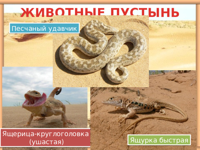 ЖИВОТНЫЕ ПУСТЫНЬ Песчаный удавчик Ящерица-круглоголовка  (ушастая) Ящурка быстрая 