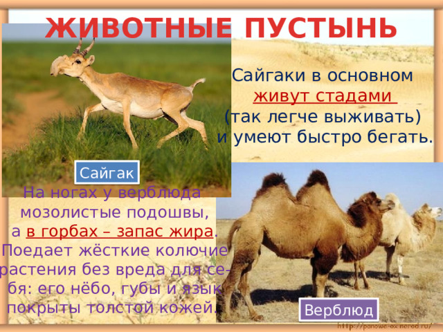 ЖИВОТНЫЕ ПУСТЫНЬ Сайгаки в основном живут стадами (так легче выживать) и умеют быстро бегать. Сайгак На ногах у верблюда мозолистые подошвы, а в горбах – запас жира . Поедает жёсткие колючие растения без вреда для се- бя: его нёбо, губы и язык покрыты толстой кожей. Верблюд 