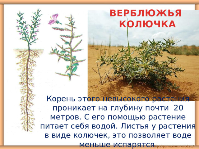 ВЕРБЛЮЖЬЯ  КОЛЮЧКА  Корень этого невысокого растения проникает на глубину почти 20 метров. С его помощью растение питает себя водой. Листья у растения в виде колючек, это позволяет воде меньше испарятся. 