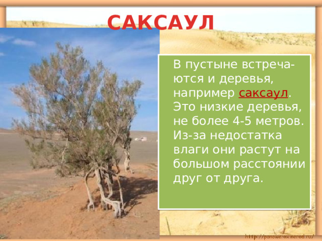 САКСАУЛ  В пустыне встреча-ются и деревья, например саксаул . Это низкие деревья, не более 4-5 метров. Из-за недостатка влаги они растут на большом расстоянии друг от друга. 