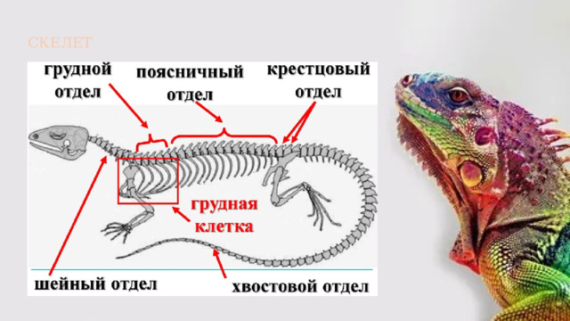 СКЕЛЕТ 