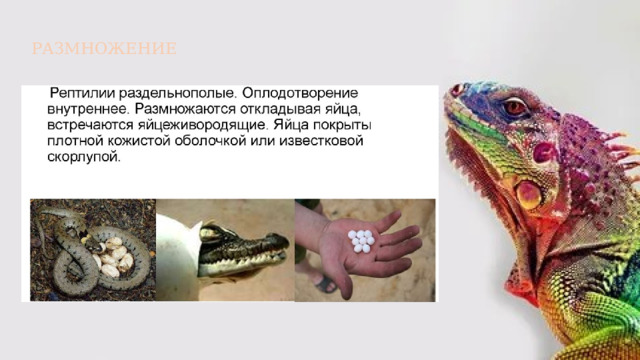 РАЗМНОЖЕНИЕ  