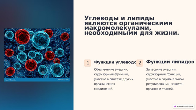  Углеводы и липиды являются органическими макромолекулами, необходимыми для жизни. Функции углеводов Функции липидов 1 2 Обеспечение энергии, структурные функции, участие в синтезе других органических соединений. Запасание энергии, структурные функции, участие в гормональном регулировании, защита органов и тканей. 