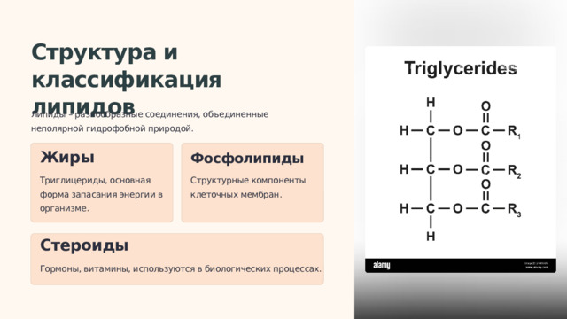  Структура и классификация липидов Липиды – разнообразные соединения, объединенные неполярной гидрофобной природой. Жиры Фосфолипиды Триглицериды, основная форма запасания энергии в организме. Структурные компоненты клеточных мембран. Стероиды Гормоны, витамины, используются в биологических процессах. 